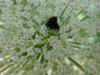 Queen Anne's Lace (Daucus carota) - 09