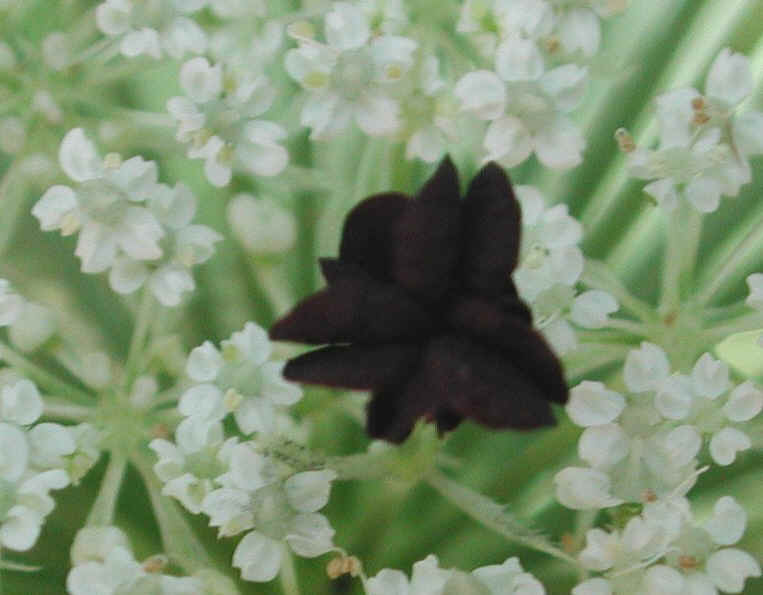 Queen Anne's Lace (Daucus carota) - 09a