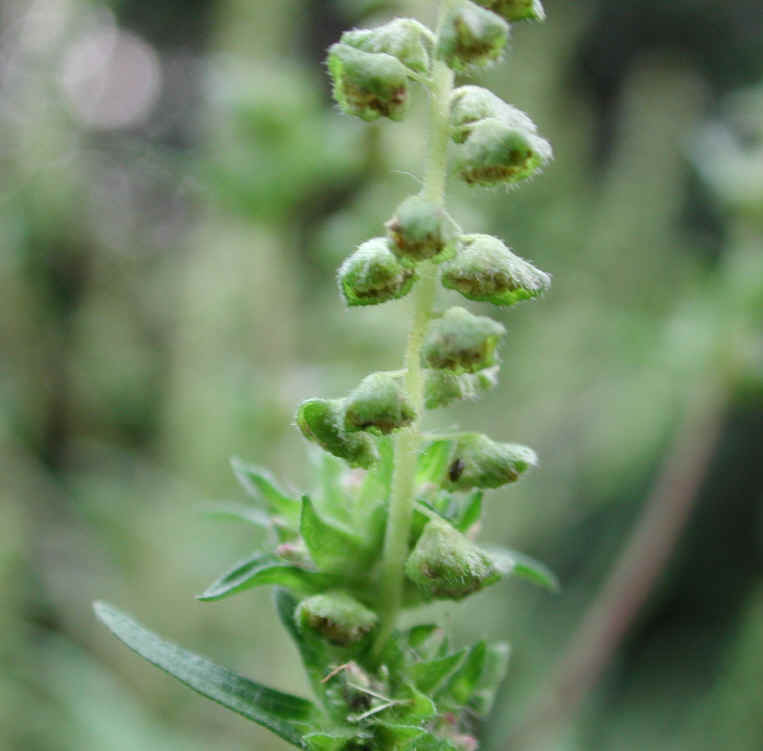 Ragweed, Common (Ambrosia artemisiifolia) - 02