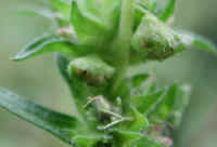 Ragweed, Common (Ambrosia artemisiifolia) - 02a