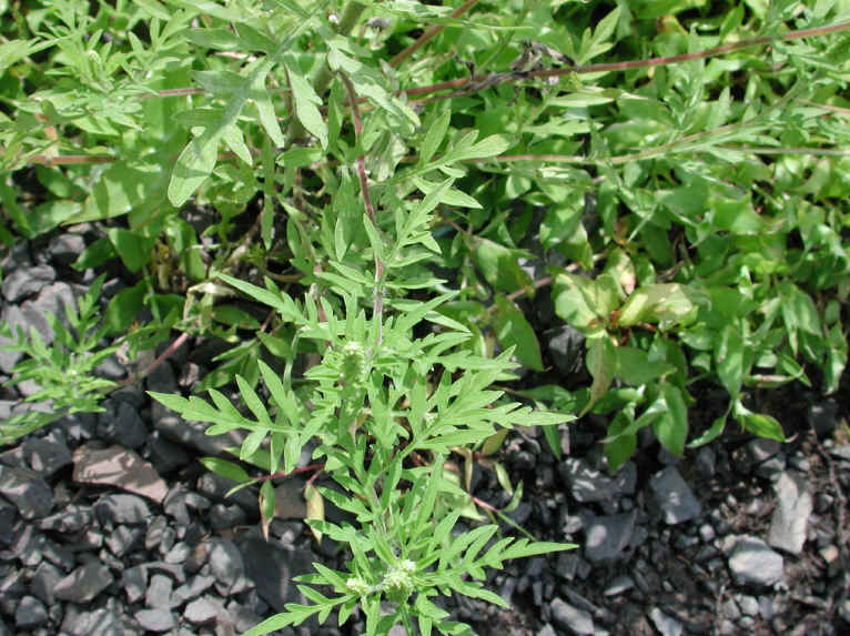 Ragweed, Common (Ambrosia artemisiifolia) - 03