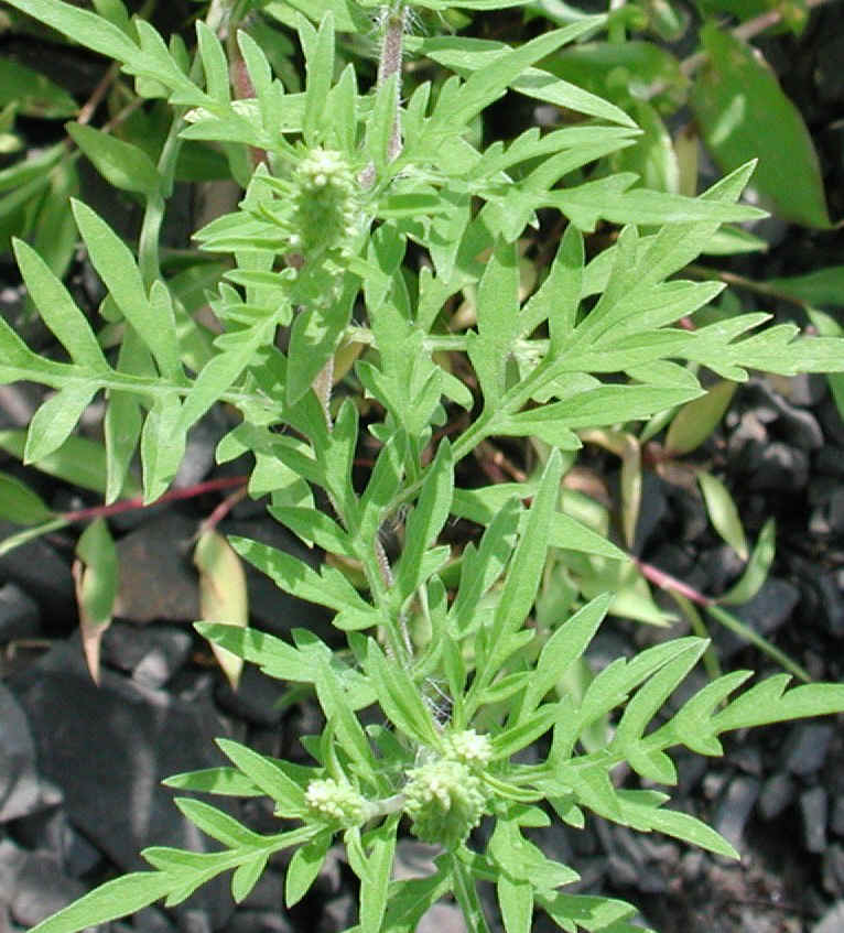 Ragweed, Common (Ambrosia artemisiifolia) - 03a
