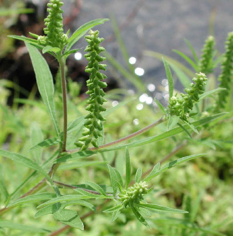 Ragweed, Common (Ambrosia artemisiifolia) - 04