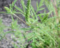 Ragweed, Common (Ambrosia artemisiifolia)