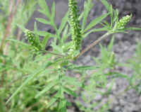 Ragweed, Common (Ambrosia artemisiifolia)
