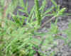 Ragweed, Common