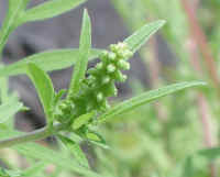Ragweed, Common (Ambrosia artemisiifolia) - 05a