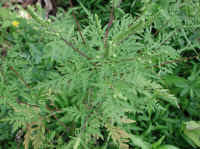 Ragweed, Common (Ambrosia artemisiifolia) - 06