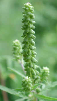 Ragweed, Common (Ambrosia artemisiifolia) - 07