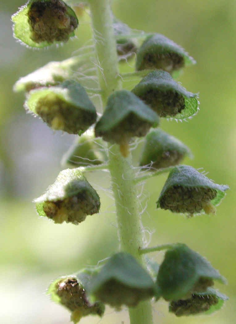 Ragweed, Common (Ambrosia artemisiifolia) - 08