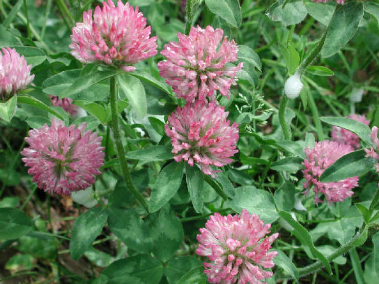 Red Clover (Trifolium pratense) - 03