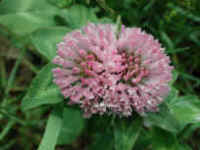 Red Clover (Trifolium pratense) - 04