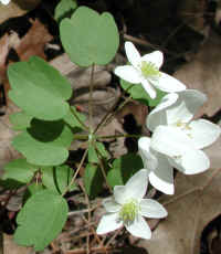 Rue Anemone (Thalictrum thalictroides or Anemonella thalictroides) - 01a