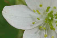 Rue Anemone (Thalictrum thalictroides or Anemonella thalictroides) - 05