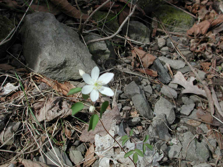 Rue Anemone (Thalictrum thalictroides or Anemonella thalictroides) - 06