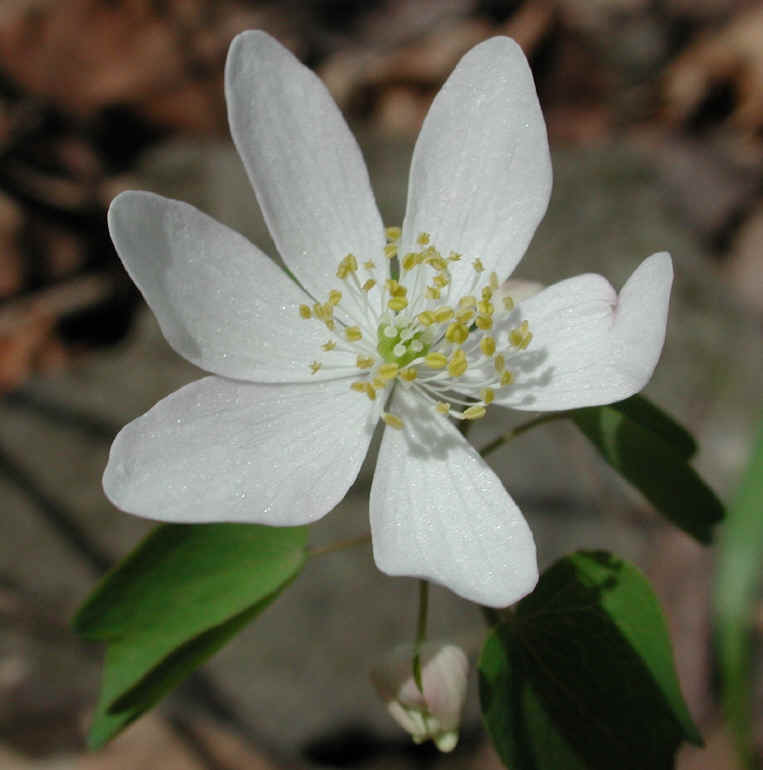 Rue Anemone (Thalictrum thalictroides or Anemonella thalictroides) - 08