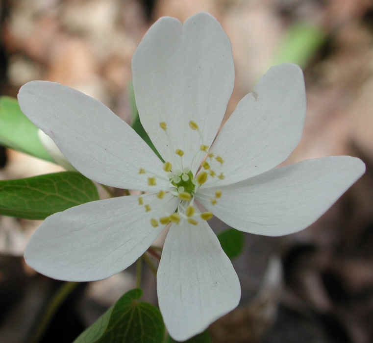 Rue Anemone (Thalictrum thalictroides or Anemonella thalictroides) - 09