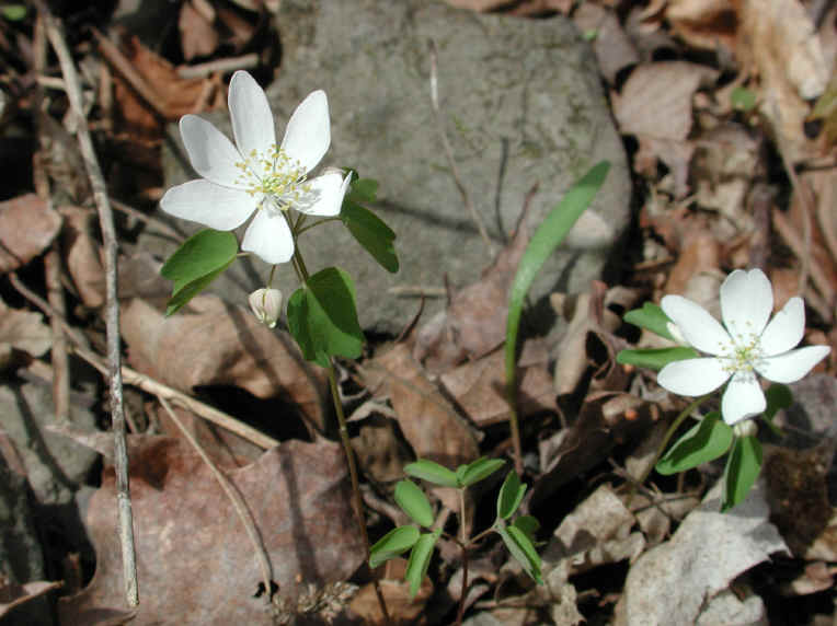 Rue Anemone (Thalictrum thalictroides or Anemonella thalictroides) - 10