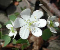 Rue Anemone (Thalictrum thalictroides or Anemonella thalictroides) - 13