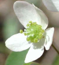 Rue Anemone (Thalictrum thalictroides or Anemonella thalictroides) - 14