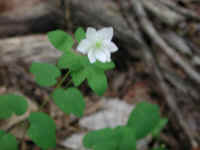 Rue Anemone (Thalictrum thalictroides or Anemonella thalictroides) - 17