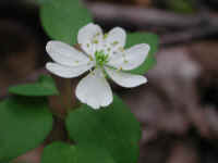 Rue Anemone (Thalictrum thalictroides or Anemonella thalictroides) - 20