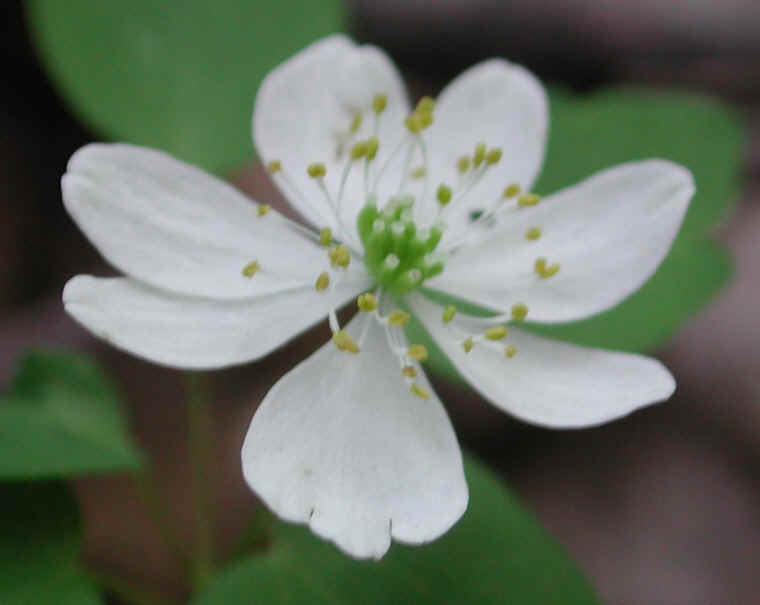 Rue Anemone (Thalictrum thalictroides or Anemonella thalictroides) - 20a
