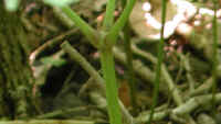 Sarsaparilla, Wild (Aralia nudicaulis) - 03a
