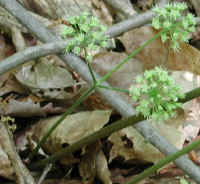 Sarsaparilla, Wild (Aralia nudicaulis) - 06a