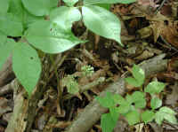 Sarsaparilla, Wild (Aralia nudicaulis) - 09