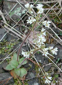 Saxifrage, Early - 01