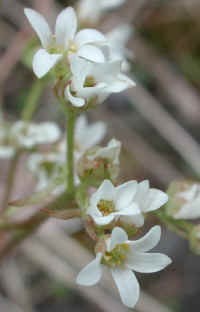 Saxifrage, Early - 03