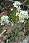 Saxifrage, Early
