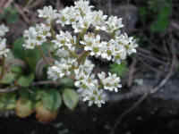 Saxifrage, Early - 15