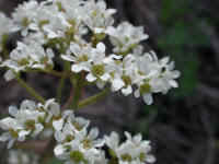 Saxifrage, Early - 16