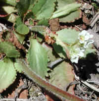 Saxifrage, Early - 19a