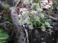 Saxifrage, Early - 22