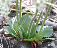 Saxifrage, Early - 24