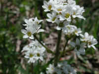 Saxifrage, Early - 26