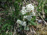Saxifrage, Early - 27