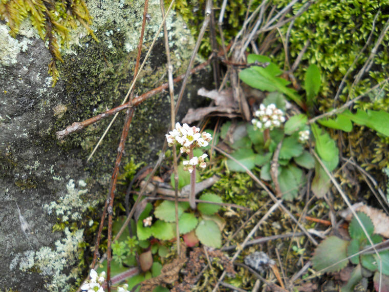 Saxifrage, Early - 30