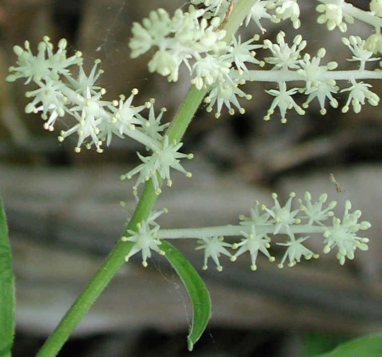 Solomon's Seal, False - 12a