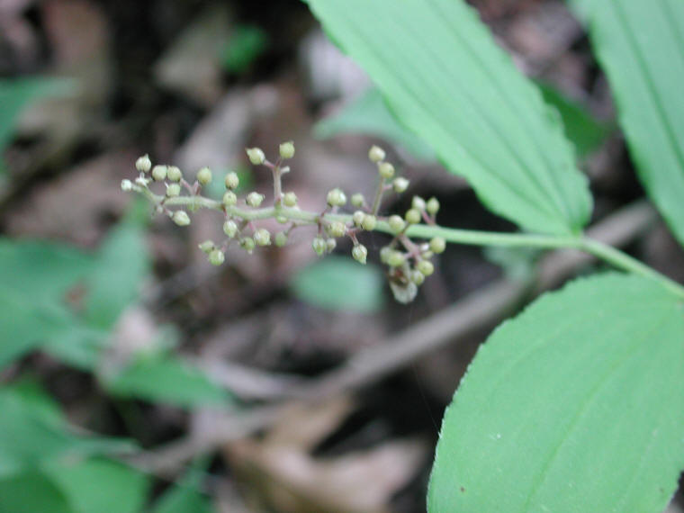 Solomon's Seal, False - 17