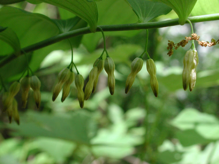 Solomon's Seal, Hairy (Polygonatum pubescens) - 08
