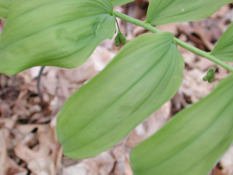 Solomon's Seal, Hairy (Polygonatum pubescens) - 16
