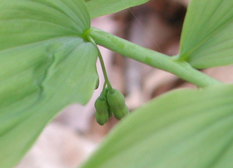 Solomon's Seal, Hairy (Polygonatum pubescens) - 16a