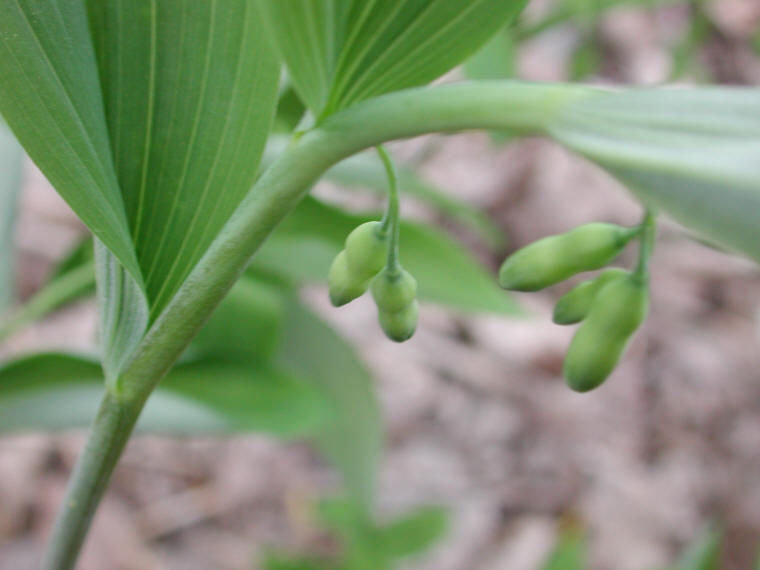 Solomon's Seal, Hairy (Polygonatum pubescens) - 21