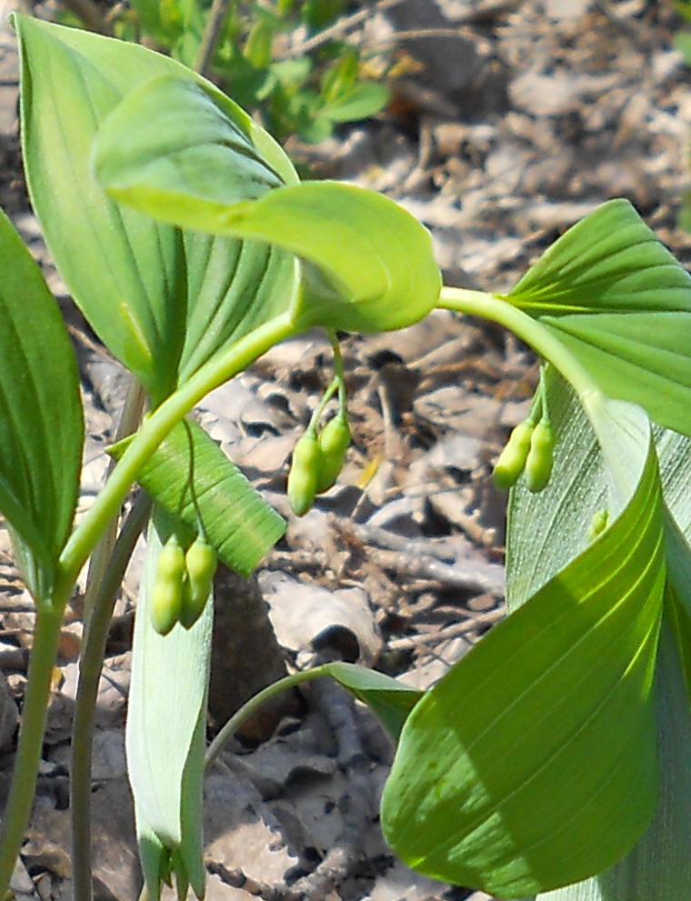 Solomon's Seal, Hairy (Polygonatum pubescens) - 24a
