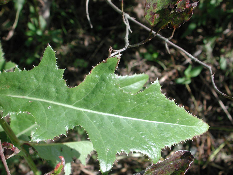 Sow-Thistle, Common (Sonchus oleraceus) - 05