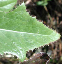 Sow-Thistle, Common (Sonchus oleraceus) - 05a